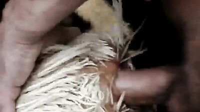 Enjoying Chicken