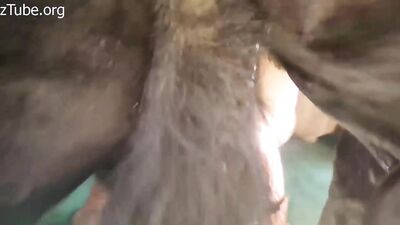 Horse Cum Yum Yum