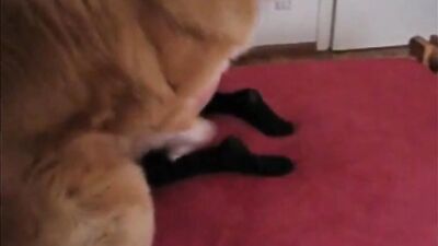 Girl let the dog fuck her on the bed