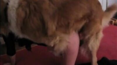 Girl let the dog fuck her on the bed
