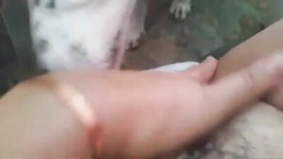 Hairy fat cunt cleaned by dog