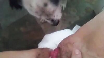 Hairy fat cunt cleaned by dog