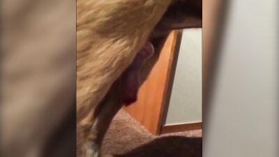 Dogslut deepthroats dogmeat