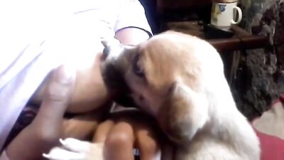 Dog breastfeeding milk4