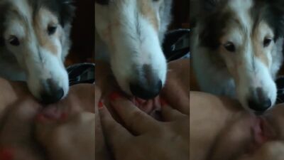 Dog lick till orgasm