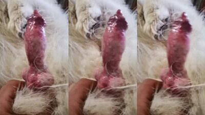 Puppy cumslut gets drilled by giant dogcock