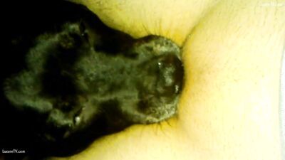 Puppys Hot Tongue Worship