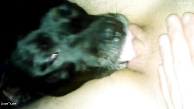 Puppys Hot Tongue Worship