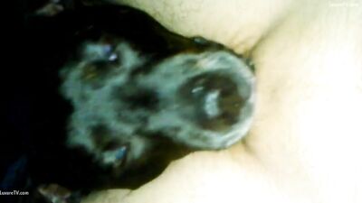Puppys Hot Tongue Worship