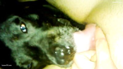 Puppys Hot Tongue Worship