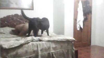 cute k9