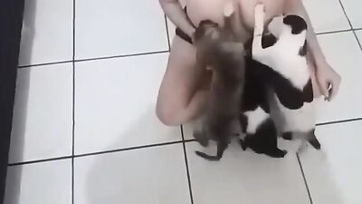 Dog breastfeeding milk 6