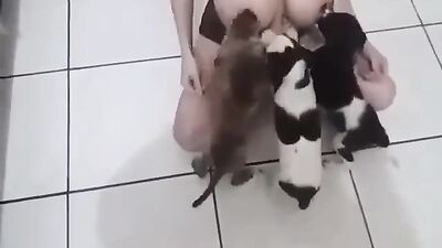 Dog breastfeeding milk 6