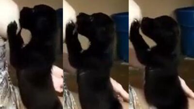 Dog breastfeeding milk 1