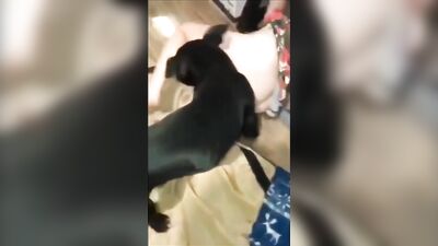 dog training