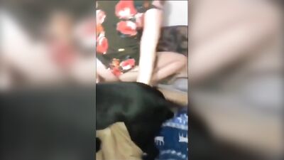 dog training