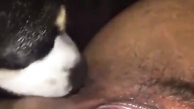 Puppys tongue worships primed pussy
