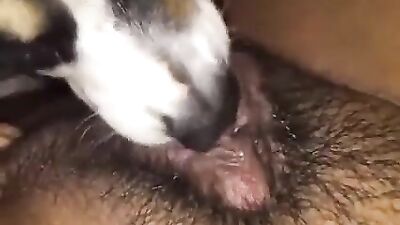 Puppys tongue worships primed pussy