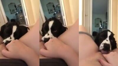 Dog licks loud moaning girls pussy 1 of 2