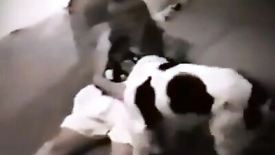 Dog breastfeeding milk 5