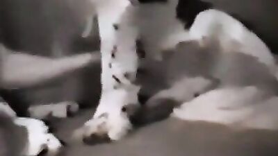 Dog breastfeeding milk 5