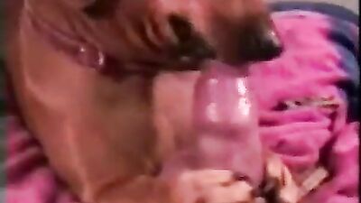 cock licked by doggy