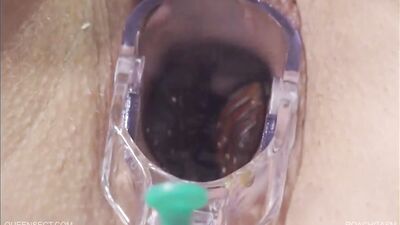 cockroaches