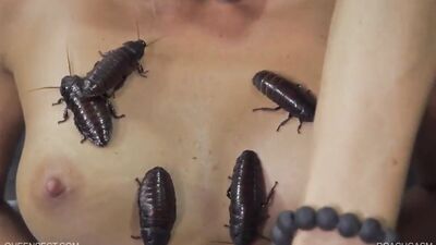 cockroaches