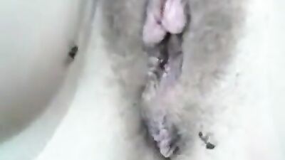 Ants