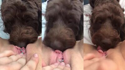 Dog lick Pussy 5