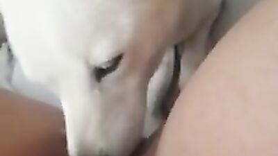 Dog lick Pussy 7