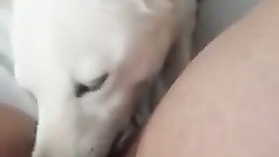 Dog lick Pussy 7