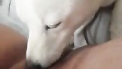 Dog lick Pussy 7