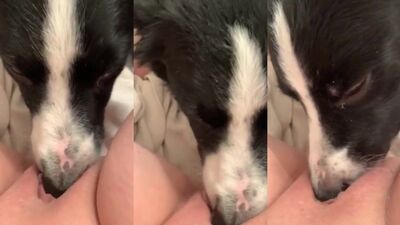 Dog lick Pussy 6