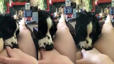 Dog licks loud moaning girl’s pussy 2 of 2