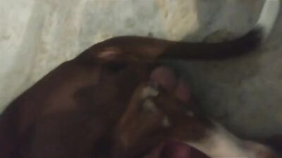 Tiny Chihuahua Takes On Big Dog Cock