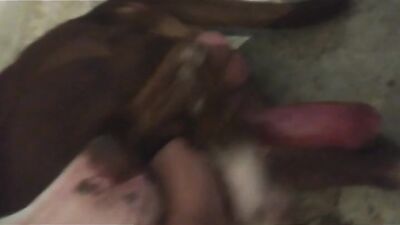 Tiny Chihuahua Takes On Big Dog Cock