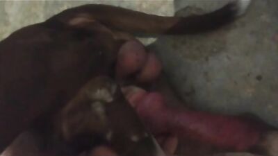 Tiny Chihuahua Takes On Big Dog Cock