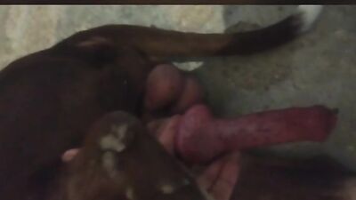 Tiny Chihuahua Takes On Big Dog Cock