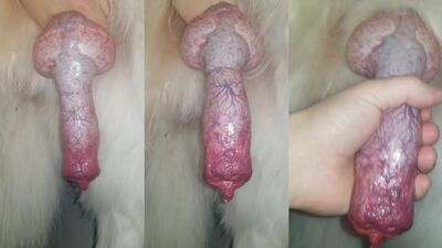 Rich cock