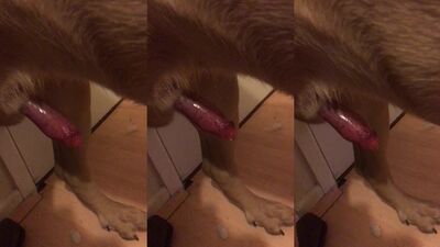 Asi queda mi perro