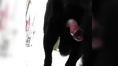 animal ejaculation