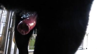 animal ejaculation
