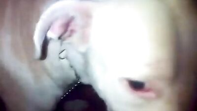 The dogs chicken
