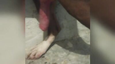 Dog ready for sex