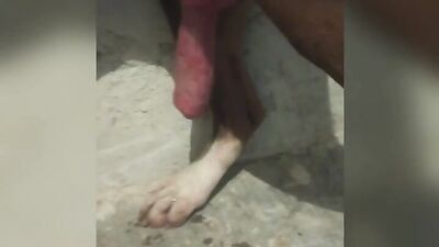 Dog ready for sex