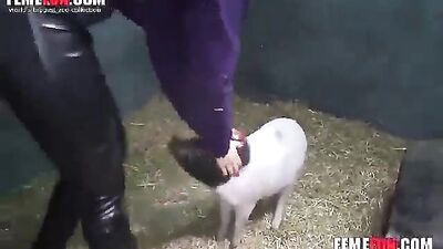 Trying out sex with the pig