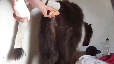 Animals love sex