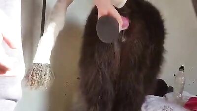 Animals love sex