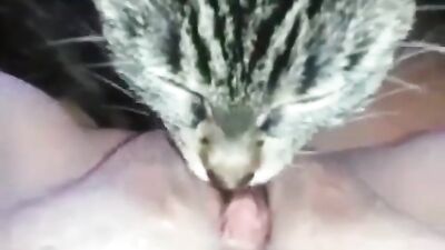 Cat lickking my kitty